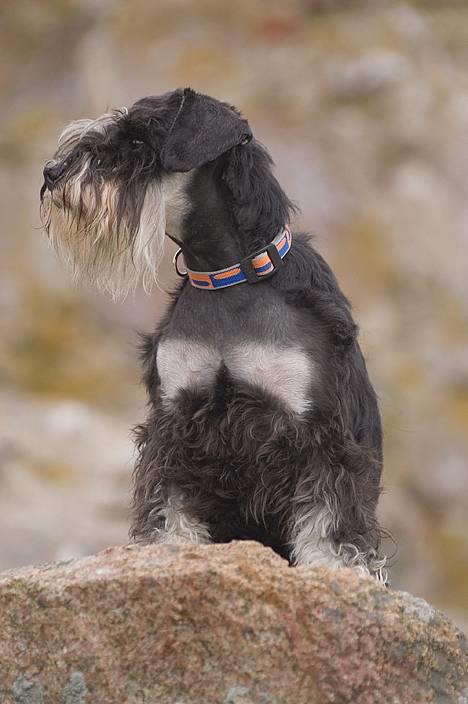 Dvaergschnauzer Sisse RIP-17.09.2010 - Sisse v. Hammershus billede 7