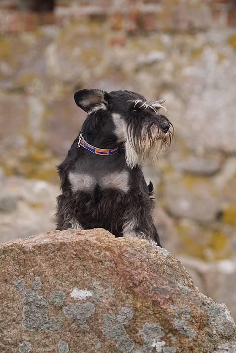 Dvaergschnauzer Sisse RIP-17.09.2010 - NYT Sisse v. Hammershus billede 8