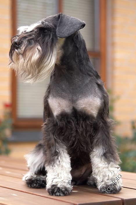 Dvaergschnauzer Sisse RIP-17.09.2010 - NYT 230806-Sisse 9 mdr billede 9
