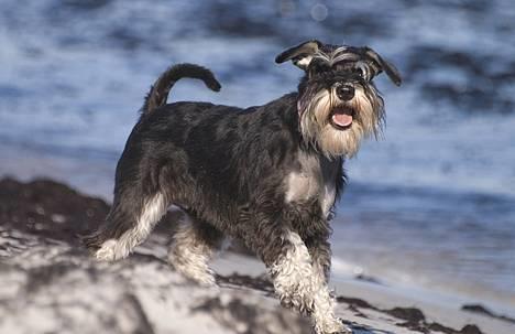 Dvaergschnauzer Sisse RIP-17.09.2010 - NYT Sisse ved stranden på Bornholm . billede 10