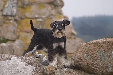 Dvaergschnauzer Sisse RIP-17.09.2010 - NYT Sisse v. Hammershus billede 11