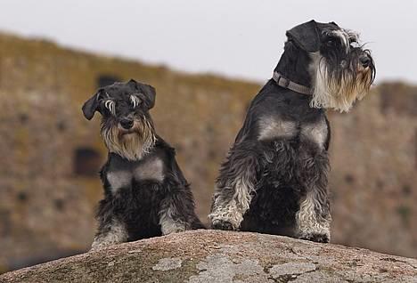 Dvaergschnauzer Sisse RIP-17.09.2010 - NYT 230806-Sisse og Kiki hendes mor tager v.Hammershus-Sisse TV. billede 12