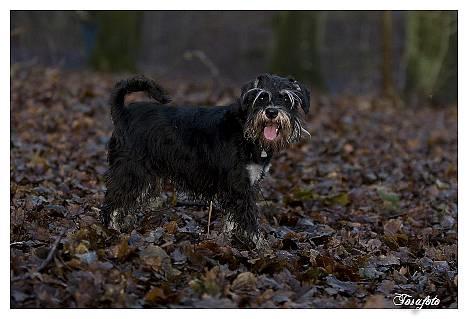 Dvaergschnauzer Sisse RIP-17.09.2010 - NYT 010107 billede 13