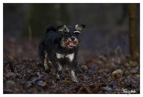 Dvaergschnauzer Sisse RIP-17.09.2010 - NYT 010107 billede 14