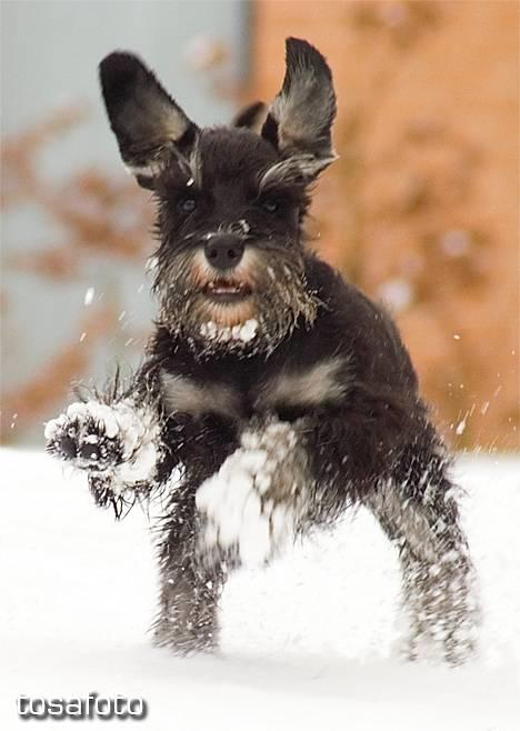 Dvaergschnauzer Sisse RIP-17.09.2010 - NYT 020306 billede 15