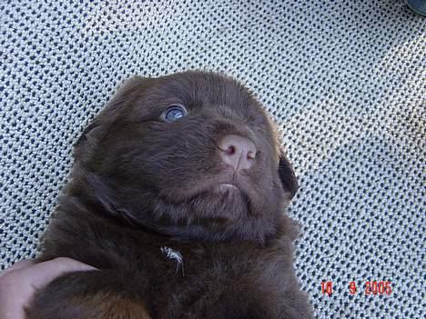 Blanding af racer Bobbi Brown billede 12