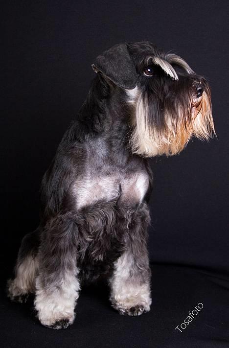 Dvaergschnauzer Kiki RIP 010611 - Nyt 10.10.06 billede 2