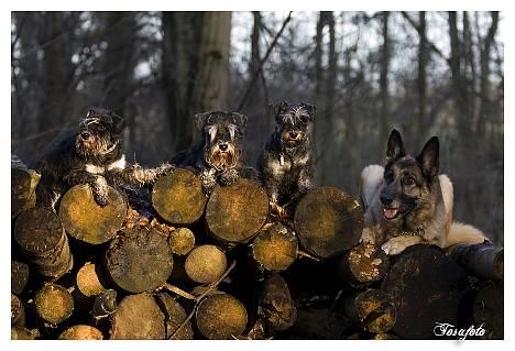 Dvaergschnauzer Kiki RIP 010611 - NYT 010107-Kiki med hele familien , Kiki i midten . billede 3