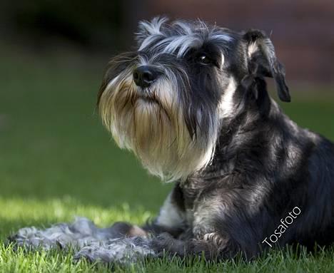 Dvaergschnauzer Kiki RIP 010611 - NYT 1.10.06 billede 4