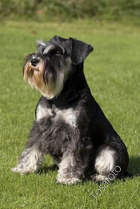 Dvaergschnauzer Kiki RIP 010611 - NYT 7.10.06 billede 5