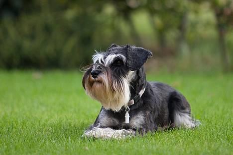 Dvaergschnauzer Kiki RIP 010611 - NYT 7.10.06 billede 6