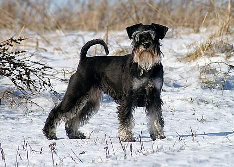 Dvaergschnauzer Kiki RIP 010611 billede 7