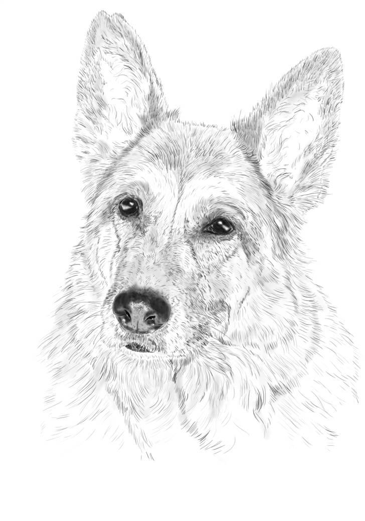 Schæferhund Scully RIP 090210 - denne fantastiske tegning er lavet af søde Hanne her fra Hg  billede 2
