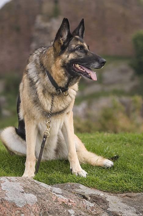 Schæferhund Scully RIP 090210 - NYT 1.10.06 billede 3