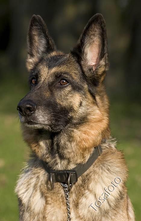 Schæferhund Scully RIP 090210 - NYT 1.10.06 billede 4