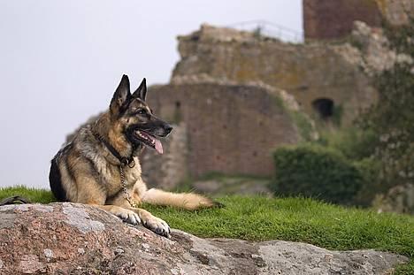 Schæferhund Scully RIP 090210 - NYT 1.10.06 billede 6