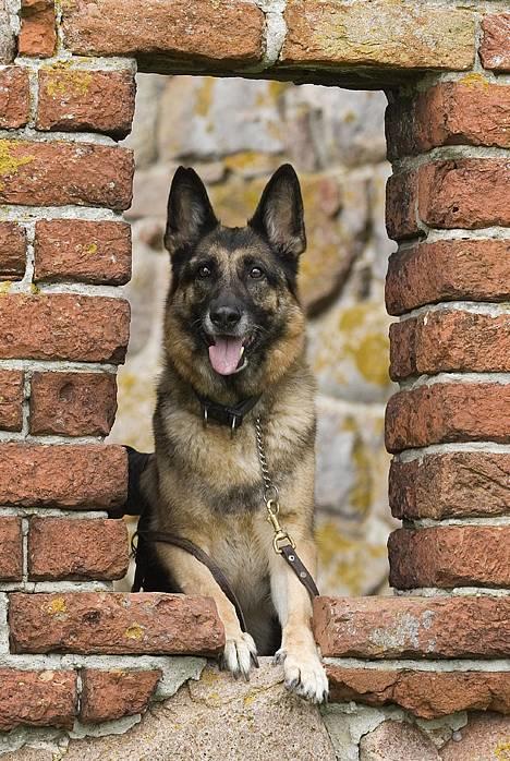 Schæferhund Scully RIP 090210 - NYT 1.10.06 billede 7