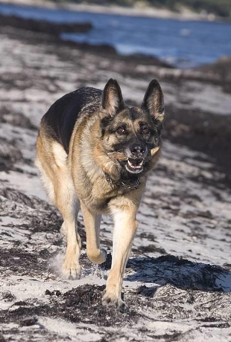 Schæferhund Scully RIP 090210 - NYT 1.10.06 billede 8