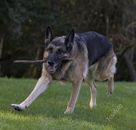 Schæferhund Scully RIP 090210 - NYT 1.10.06 billede 9