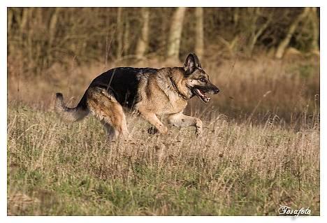 Schæferhund Scully RIP 090210 - NYT 010107 billede 11