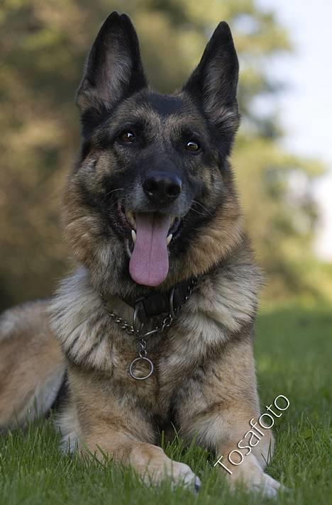 Schæferhund Scully RIP 090210 - NYT 1.10.06 billede 12