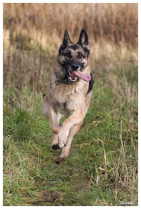 Schæferhund Scully RIP 090210 - NYT 010107 billede 13