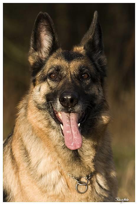 Schæferhund Scully RIP 090210 - NYT 010107 billede 14