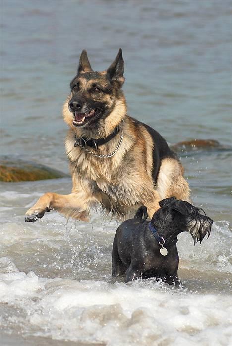 Schæferhund Scully RIP 090210 - NYT 19-6-06 billede 15