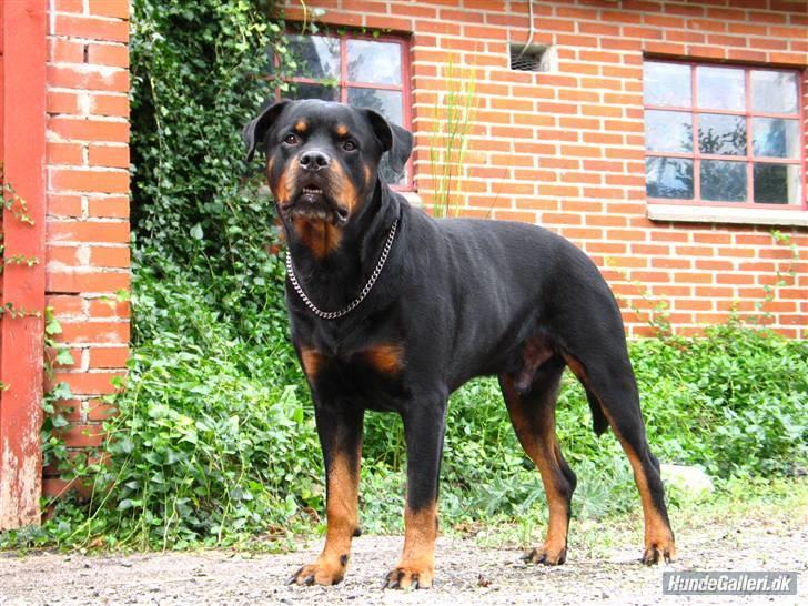 Rottweiler Bundy * 27-6-01 † 01.06.2015  - 23.08.08 billede 6