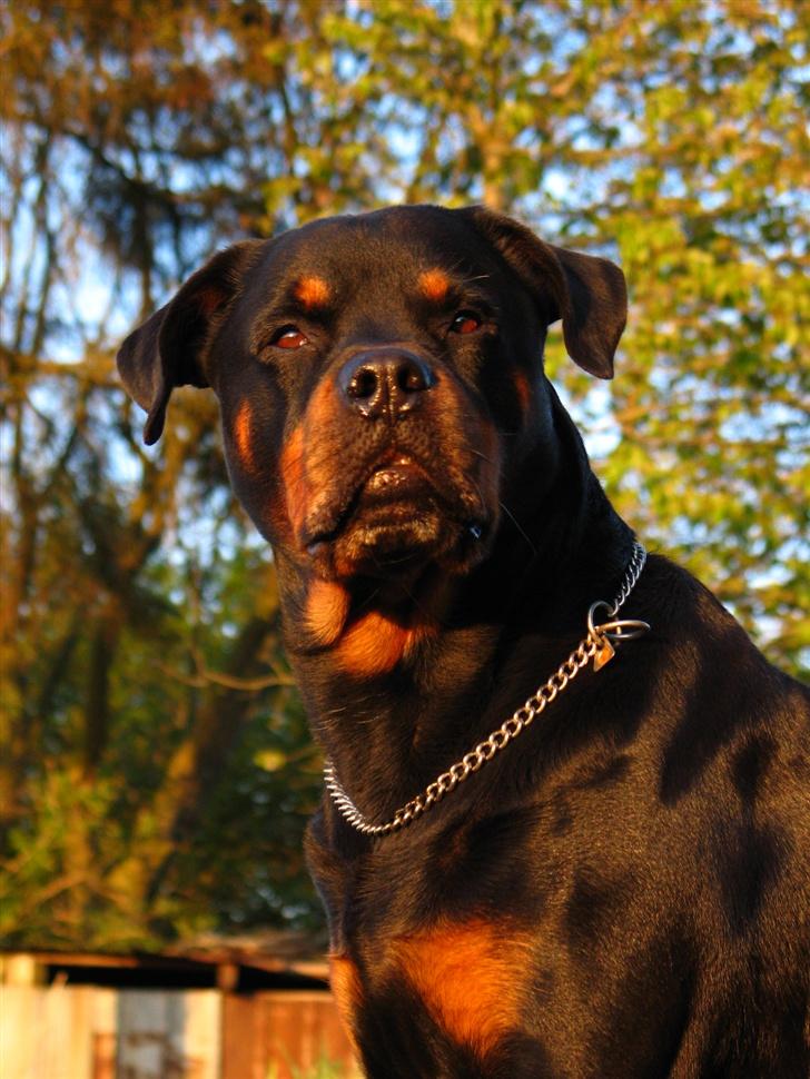 Rottweiler Bundy * 27-6-01 † 01.06.2015  - 5-5-07  billede 4