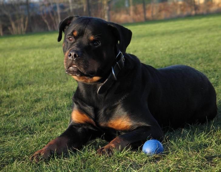 Rottweiler Bundy * 27-6-01 † 01.06.2015  - 8-3-07 billede 7