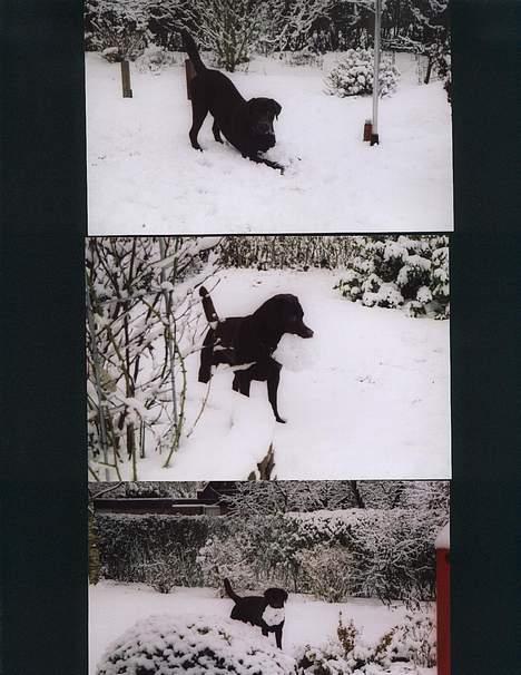 Labrador retriever Carlos billede 11