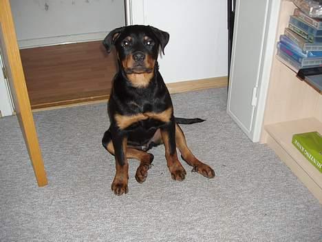 Rottweiler rex - 20 uger gammel billede 14