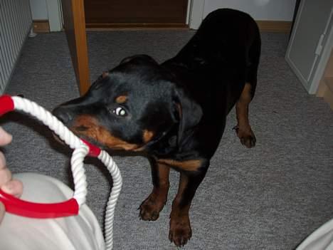 Rottweiler rex - 20 uger gammel billede 15