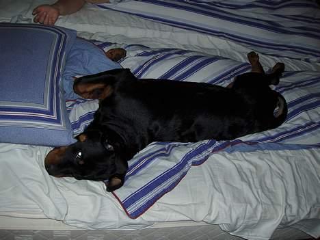 Rottweiler rex - 20 uger gammel billede 16