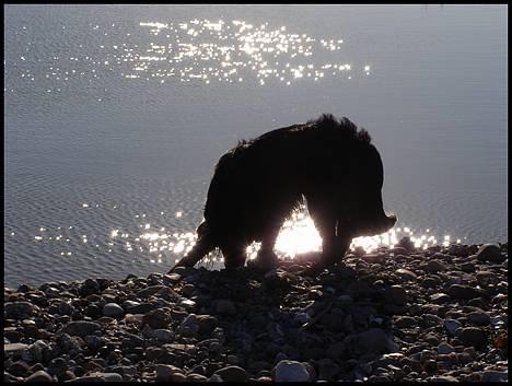 Blanding af racer Zaco - 2007 billede 2