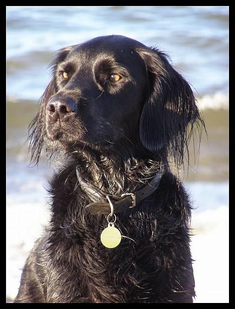 Blanding af racer Zaco - 2006 billede 3