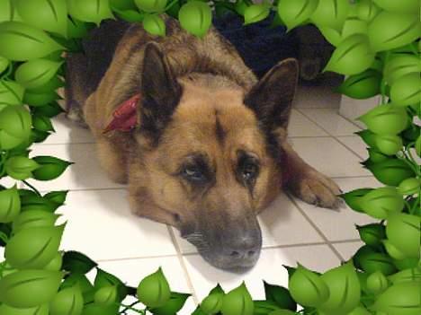 Schæferhund puk *død* - Ligger bare der hele tiden... billede 6