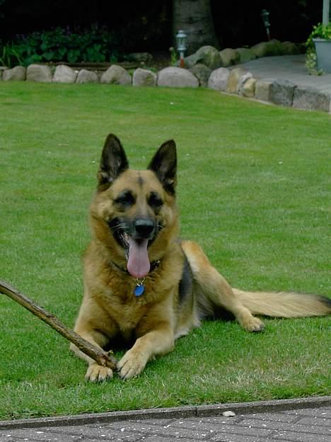 Schæferhund puk *død* - Hun så bare så sød ud der... billede 7