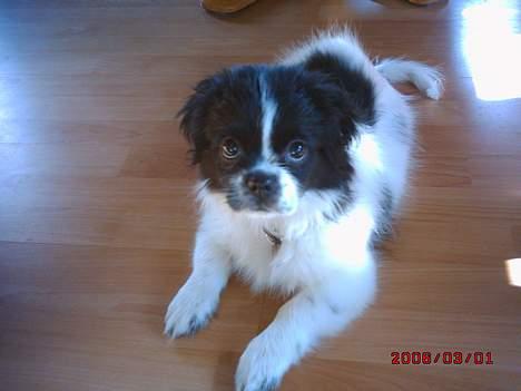 Tibetansk spaniel Sommerlyst´s Ltas King billede 7