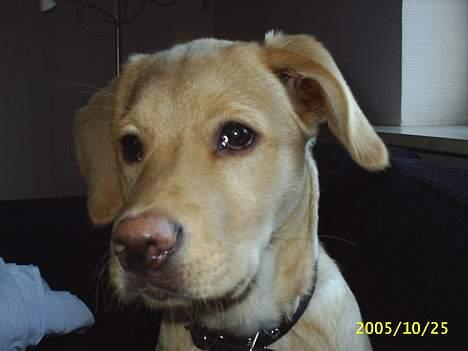 Blanding af racer Nala - Nala billede 1