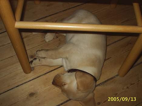 Blanding af racer Nala - Nala 8 uger gammel. billede 2