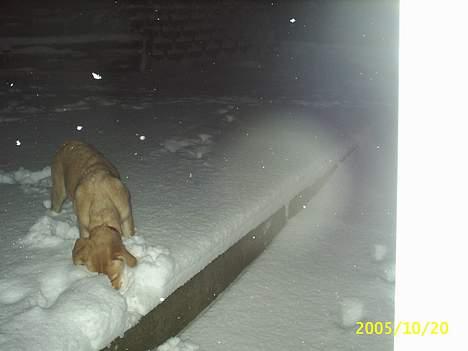 Blanding af racer Nala - Den første sne. -Meget spændende! billede 3