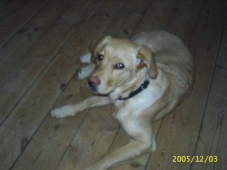 Blanding af racer Nala - Den sødeste hund i verden! billede 4