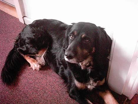 Blanding af racer Futte billede 1