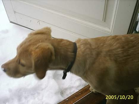 Blanding af racer Nala - Hva´ f... er alt det hvide der ude i min have?? billede 5