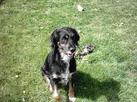 Blanding af racer Futte billede 2