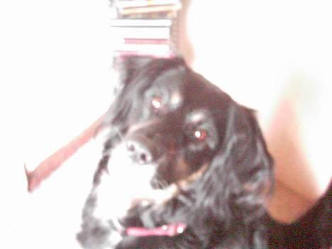 Blanding af racer Futte billede 3