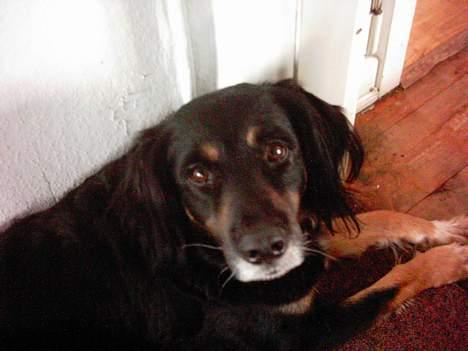 Blanding af racer Futte billede 4