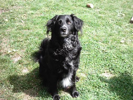 Blanding af racer Buster billede 1